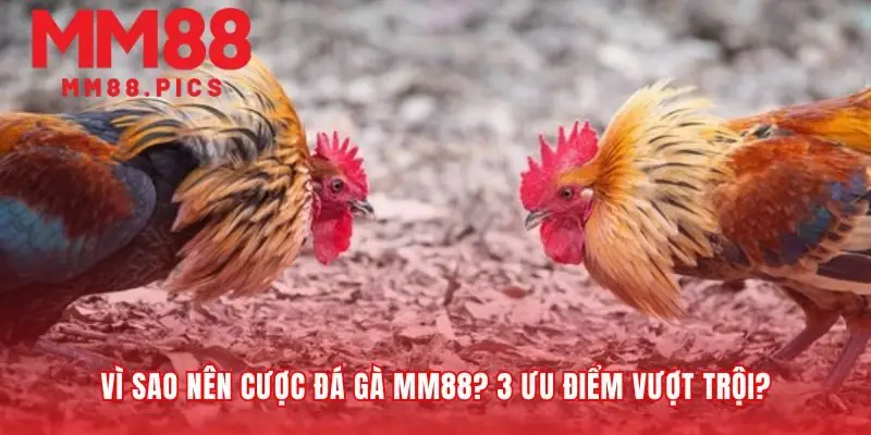 Nền tảng vững chắc an toàn cho mọi quyết định cá cược